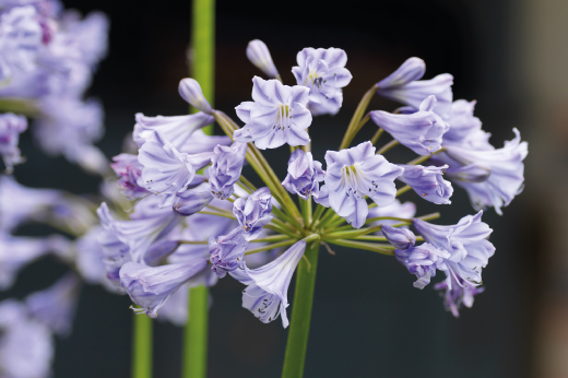 African-lily