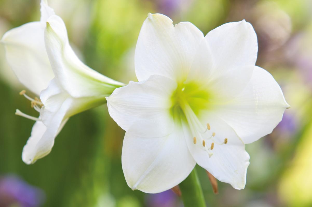 Amaryllis-1