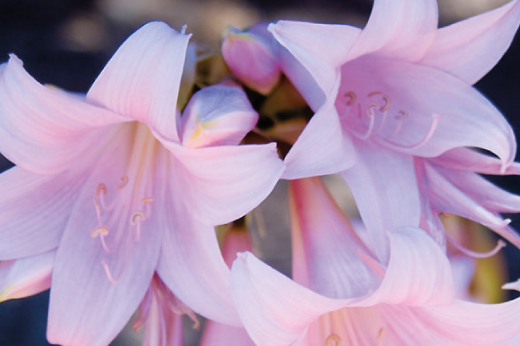 Belladonna-lily