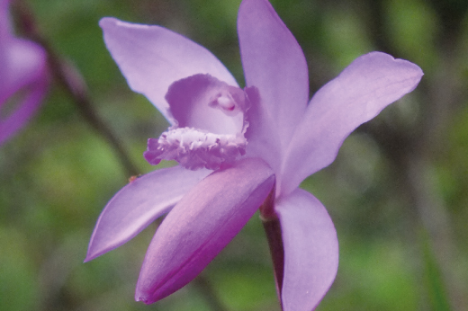 Bletilla