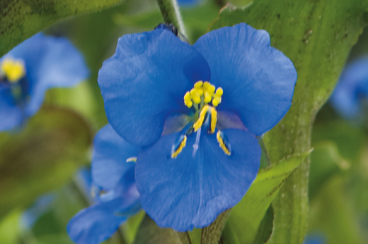 Commelina