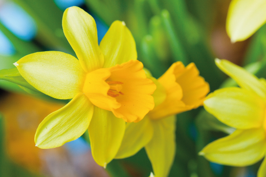 Daffodil-and-Jonquil