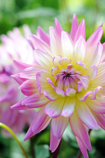 Dahlia
