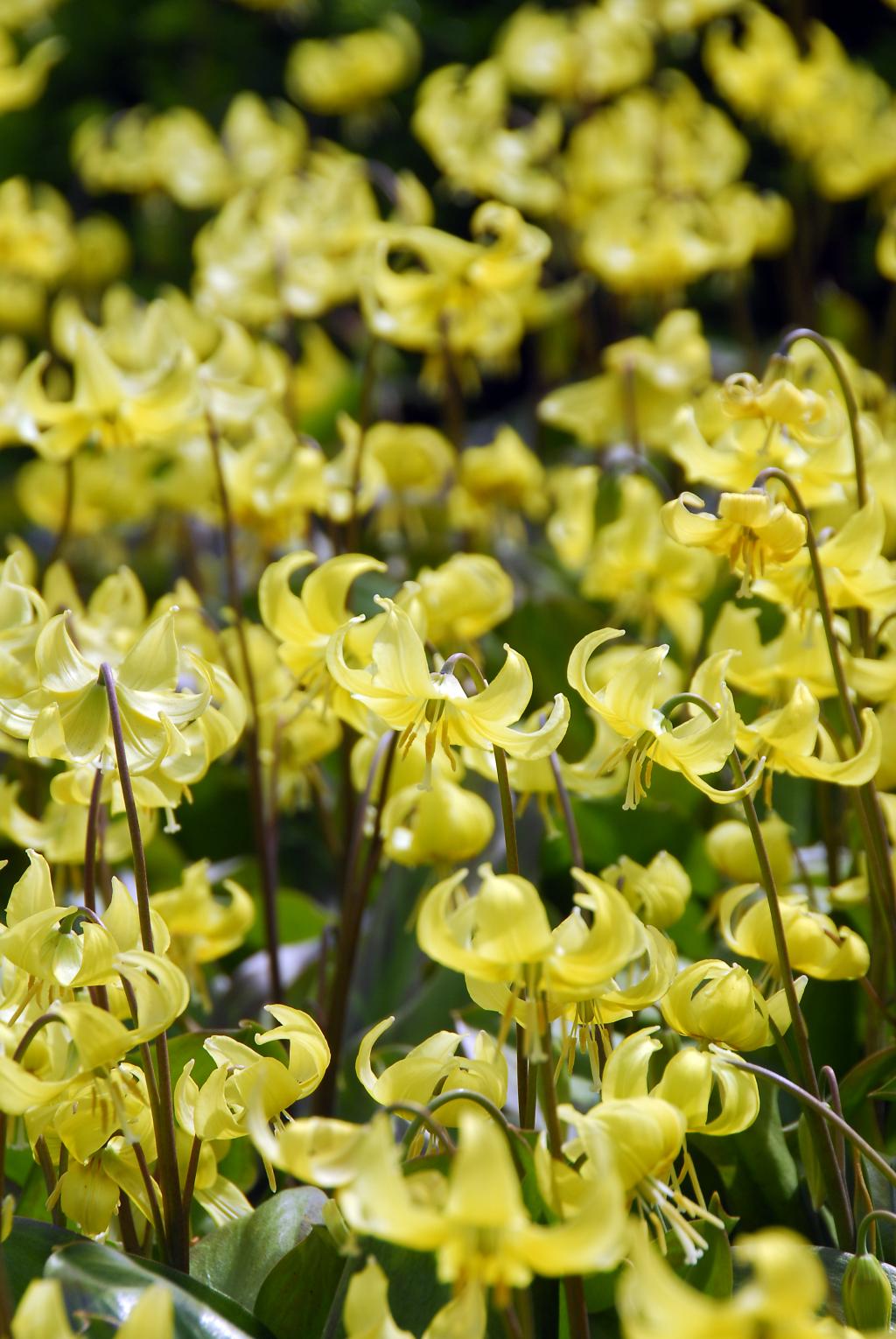 Dogs-tooth-violet