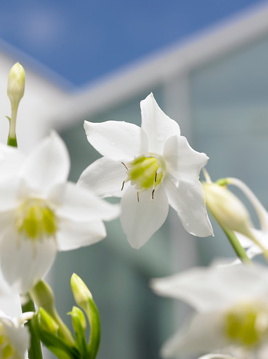 Eucharis