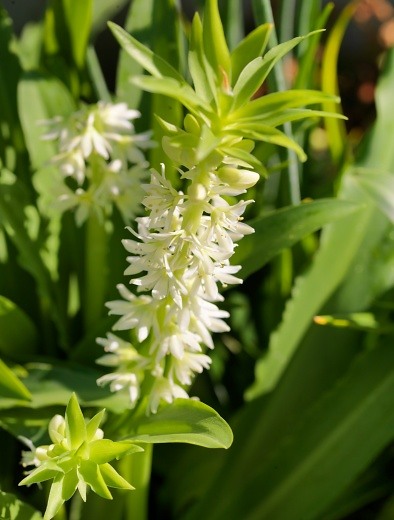 Eucomis