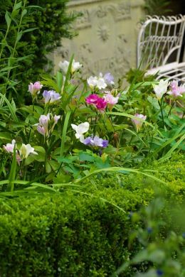 Freesia
