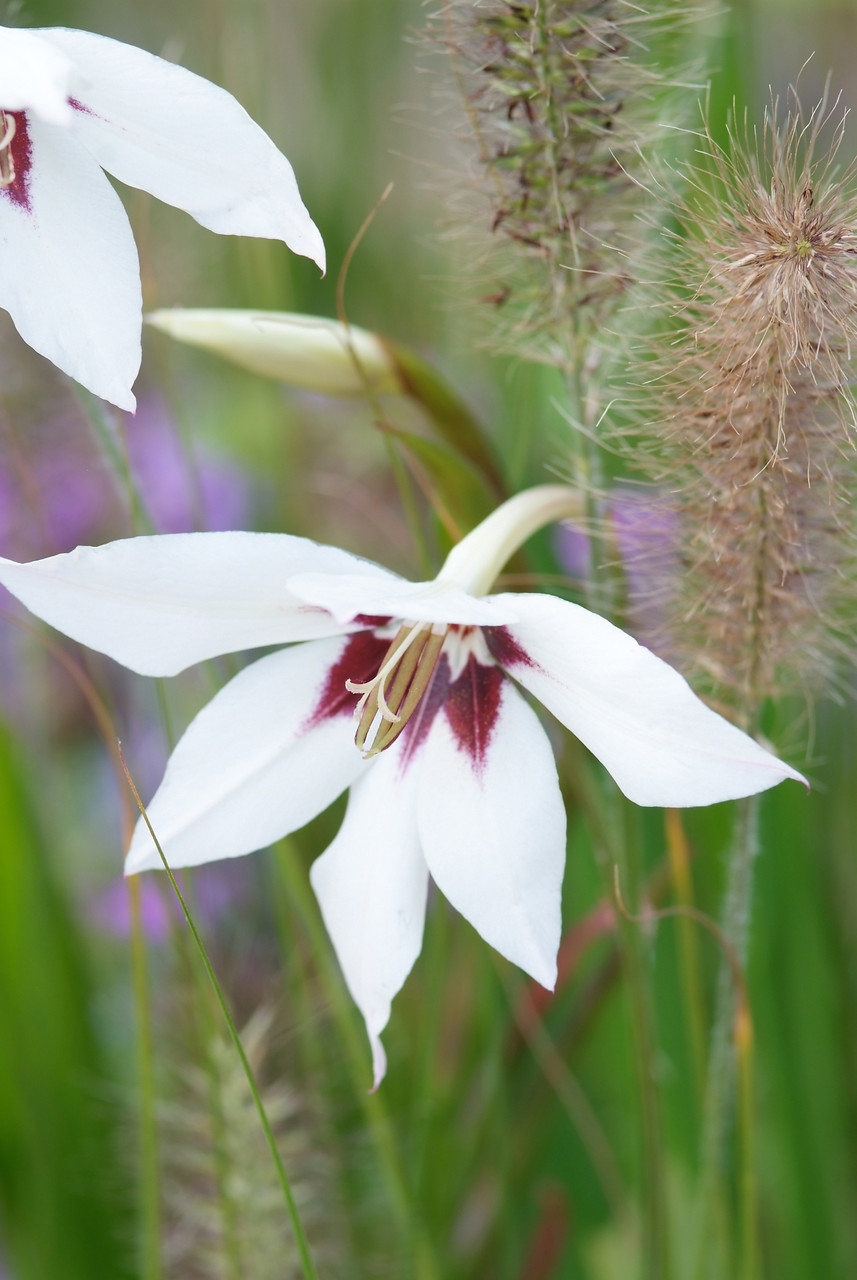 Gladiolus-callianthus Gladiolus callianthus