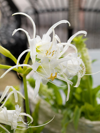 Hymenocallis