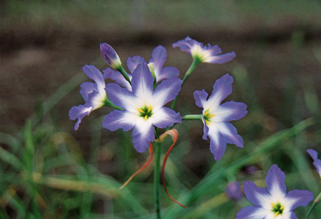Leucocoryne