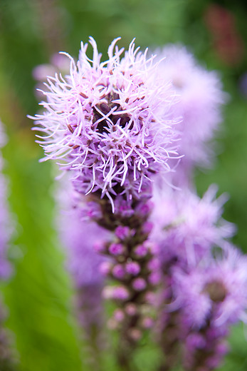Liatris