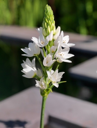 Ornithogalum