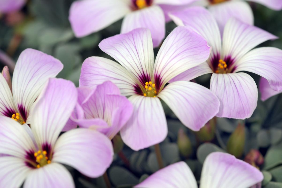 Oxalis