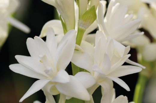 Polianthes