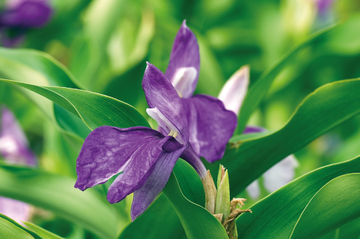Roscoea