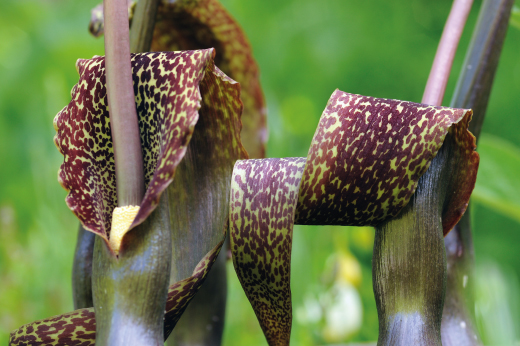 Sauromatum