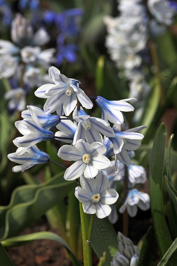 Striped-squill
