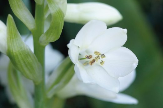 Summer-hyacinth