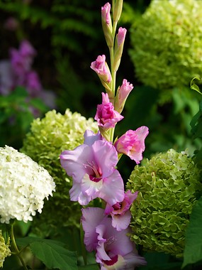 gladiolus