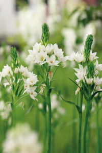 bulb afbeelding