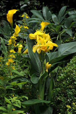 Canna flower yellow