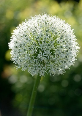 Allium (sierui) staan bekend om de grote verscheidenheid aan kleur, geur en hoogte. De meeste soorten bloeien in de vroege zomer, direct na vele voorjaarsbloeiers. Wist je dat deze er ook met witte bloemen zijn? en ze zijn ook nog eens super goed voor de biodiversiteit. Wit is de kleur van ontspanning en rust. Plant daarom eens een tuin vol met witte bloemen, dan is het vanaf januari al genieten geblazen van deze prachtige tuinjuweeltjes.