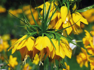 Crown Imperial Flower yellow