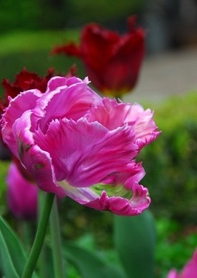 Parrot tulip pink