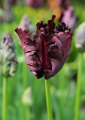 Parrot tulip dark purple