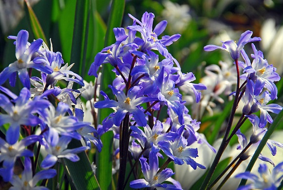 Blue flowers