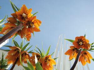 Crown Imperial Flower orange