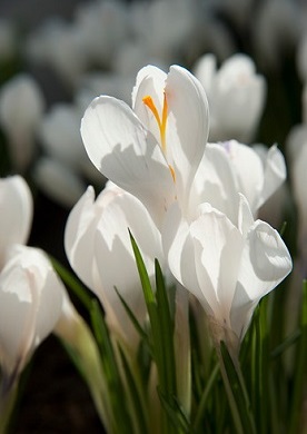 Het effect van krokussen is erg mooi wanneer ze in grote getallen geplant worden. Voor een massief effect, moeten 100 tot 150 knollen worden geplant. De kelkvormige bloemen openen zich als de zon schijnt of wanneer er veel licht is; ze sluiten bij donker weer en ’s nachts. Wit is de kleur van ontspanning en rust. Plant daarom eens een tuin vol met witte bloemen, dan is het vanaf januari al genieten geblazen van deze prachtige tuinjuweeltjes.