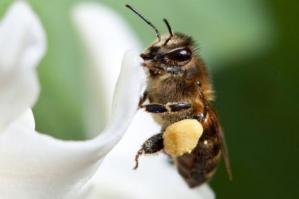 Insects in the garden for better biodiversity Insects like bees and butterflies need nectar and pollen to live on. But did you know that there are early-flowering bulbous plants that, relative to other garden plants, produce a lot of nectar and pollen? These really enhance biodiversity.