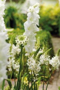 bulb afbeelding