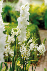 bulb afbeelding