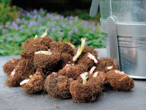 bulb afbeelding