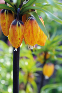 Crown Imperial Flower orange
