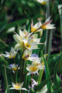 bulb afbeelding