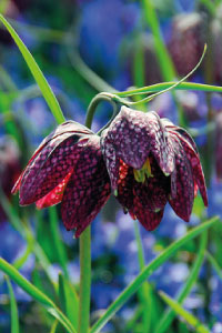 bulb afbeelding
