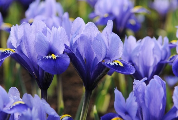 Blue flowers viola