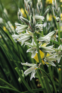 bulb afbeelding