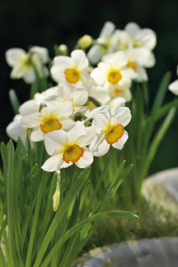 bulb afbeelding