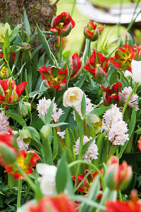 bulb afbeelding