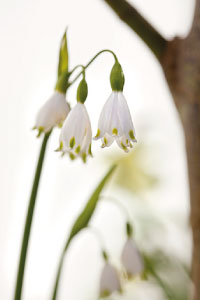 bulb afbeelding