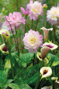 bulb afbeelding