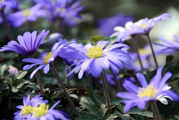 Blue windflowers flowers 