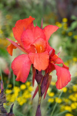 Canna flower red
