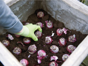 bulb afbeelding