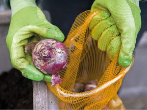 bulb afbeelding