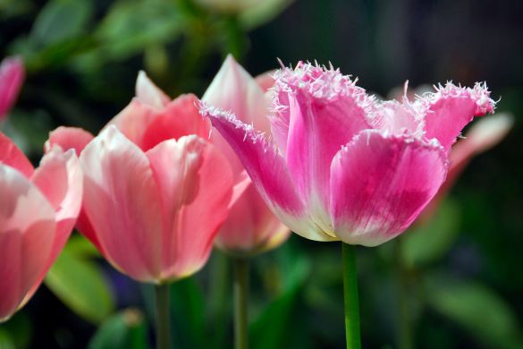 The popular tulip cannot be missing in your garden, plant it in autumn. They are available in lots of colors and spectacular shapes.